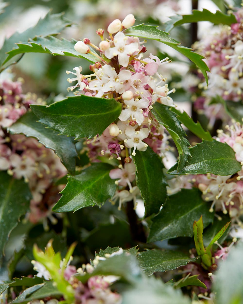 Holly Ilex 'Gentle'