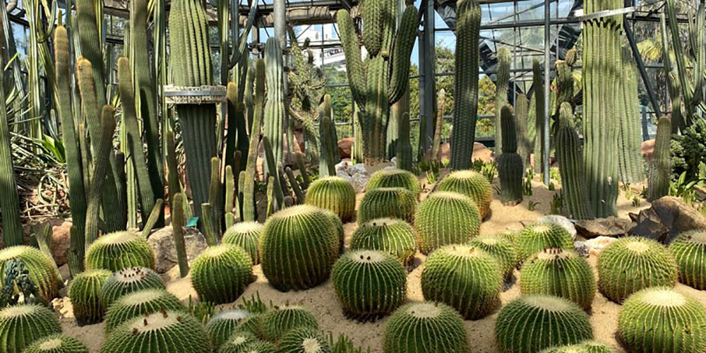 Explore South China Botanic Garden with me
