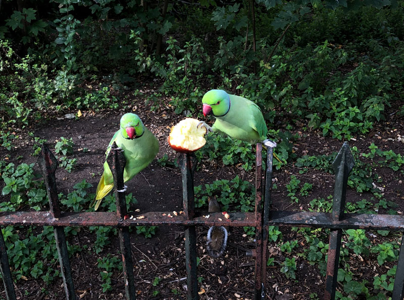 3 of the best stories you’ll read about birds
