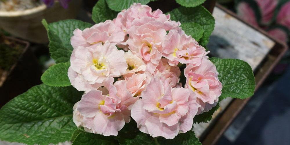 The new houseplants to buy this year