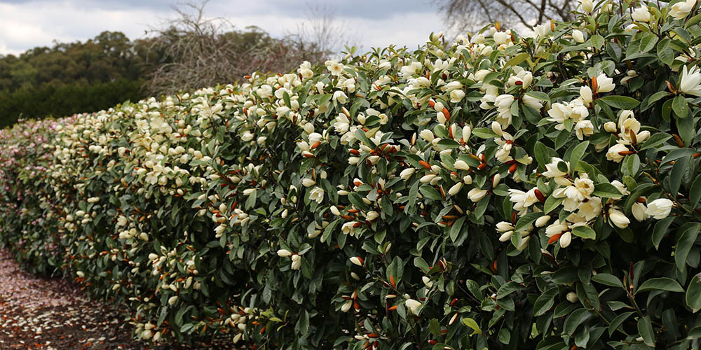 Yes, you have space for a Magnolia, or 7!