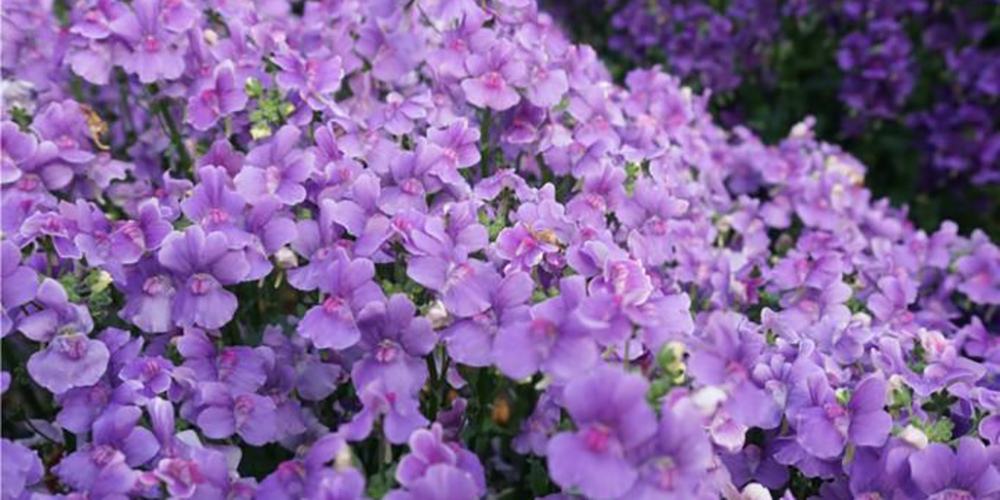 Nemesia NESIA™ Denim: Rich blue hues for an on-trend garden