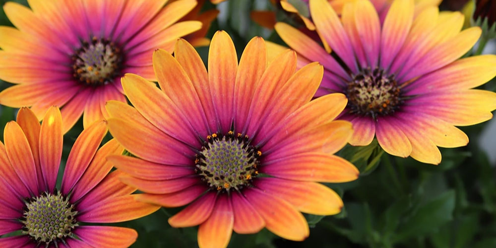 5 indestructible plants for your garden