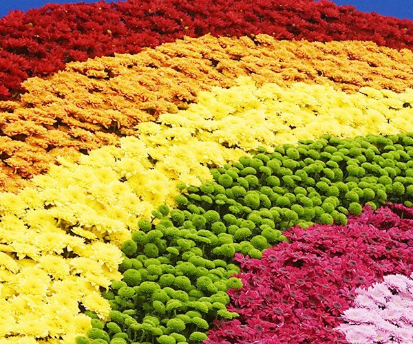 QVC Hub Archives Michael Perry Mr Plant Geek