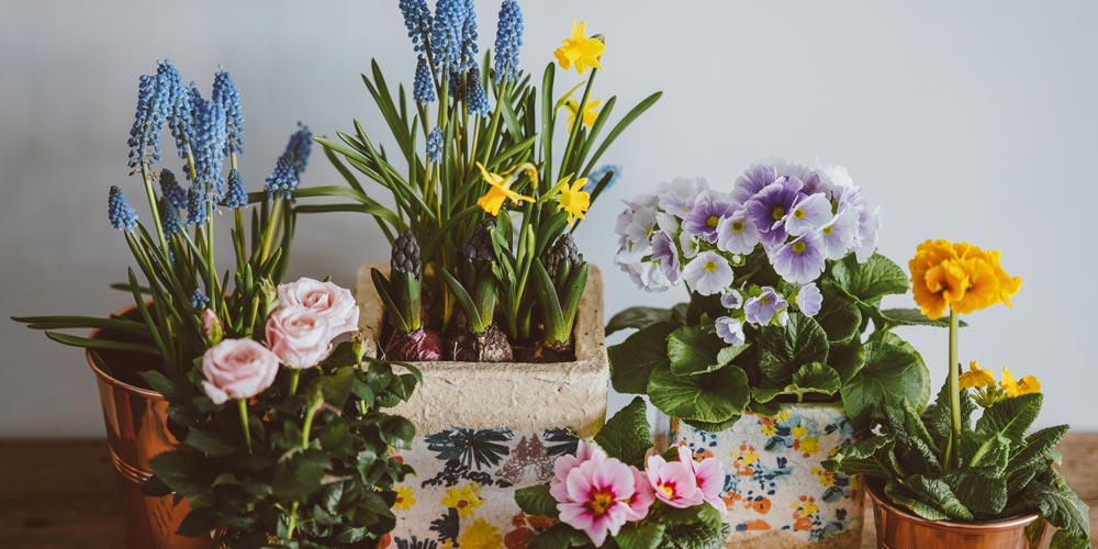 Houseplants that repel bugs - feature image