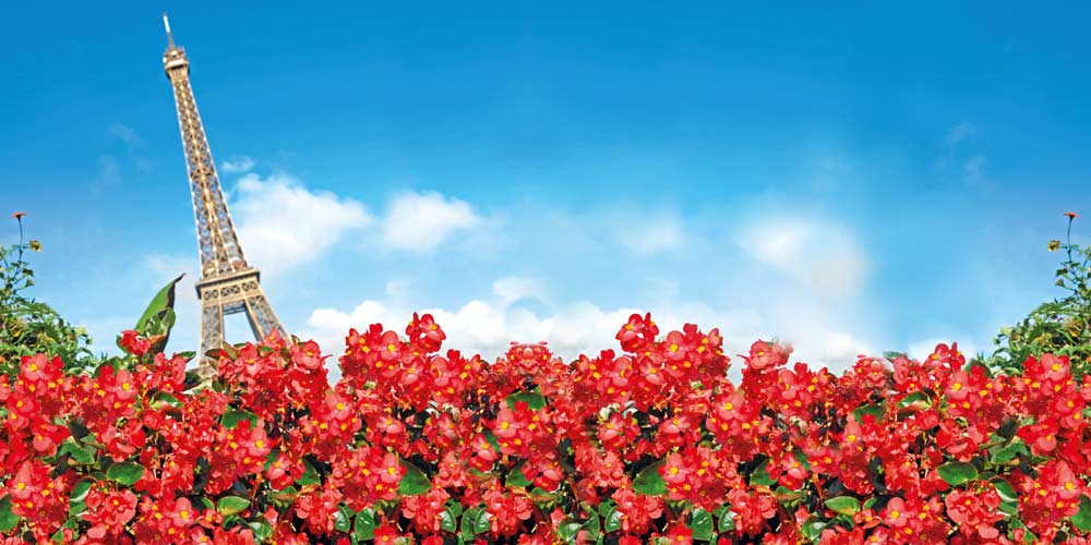 20 reasons to grow BIGGER Begonias!