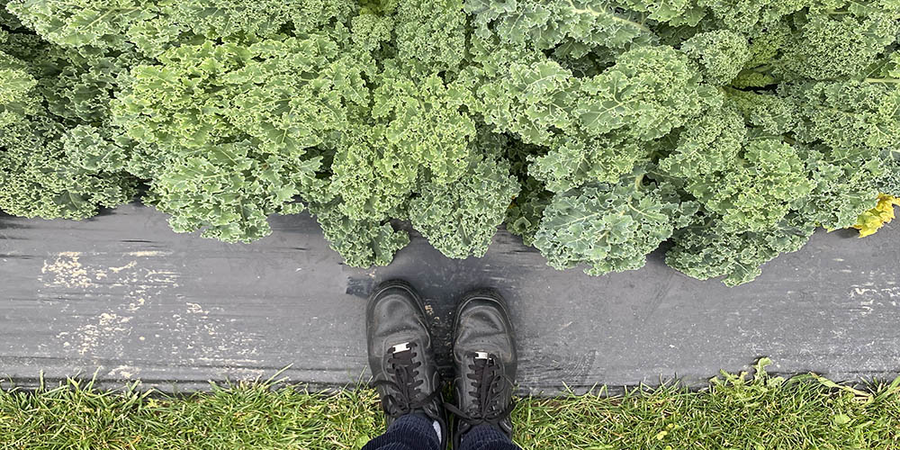 Vegetables of the future