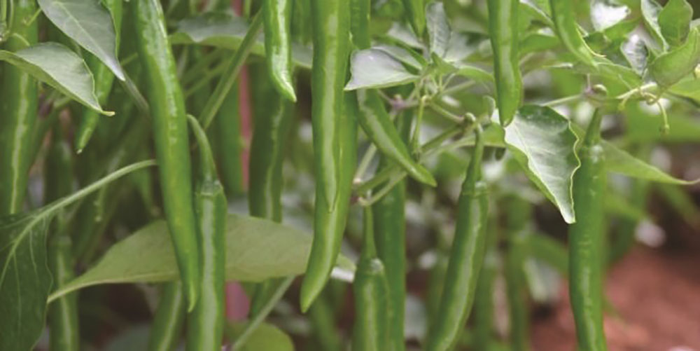 Mirch Masala feature image