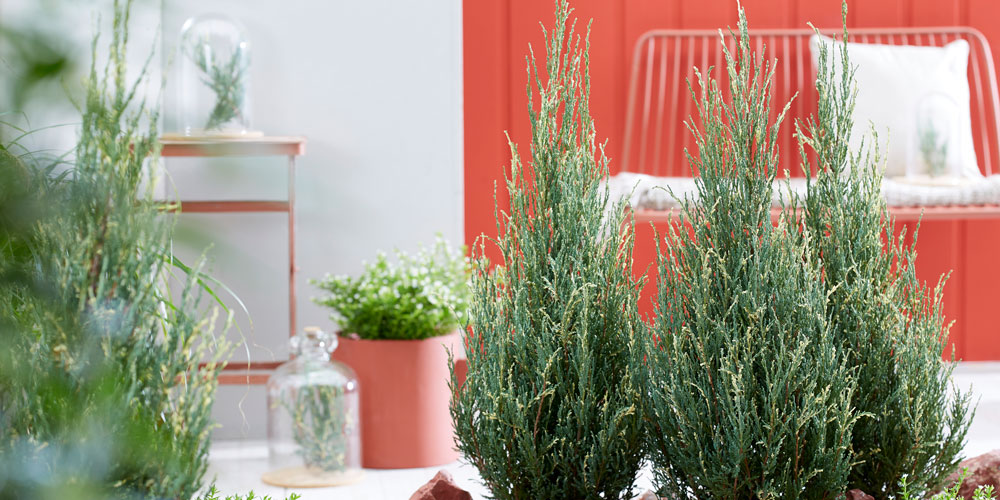 Juniperus Blue Ivory: Get the Mediterranean garden feel