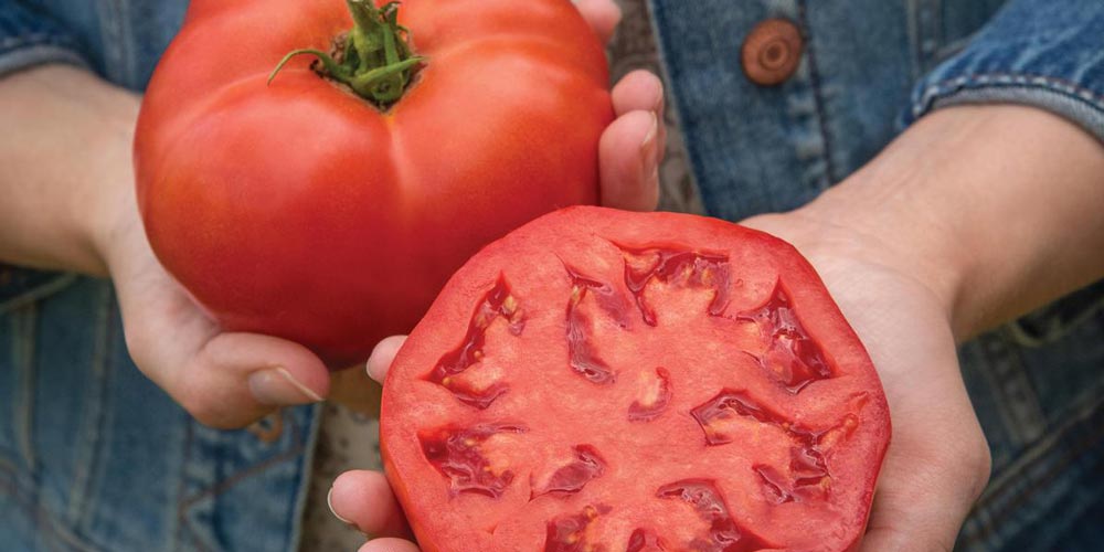 Tomato ‘Burlesque’: A tomato superstar!