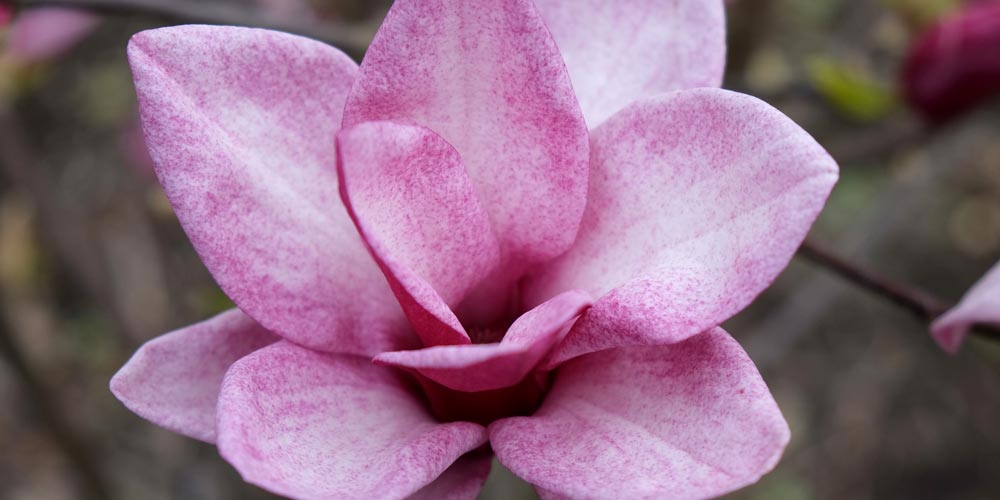 Magnolia 'Starburst'