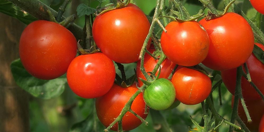 Grow bigger and more tasty tomatoes