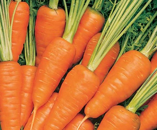 Carrot Short n Sweet