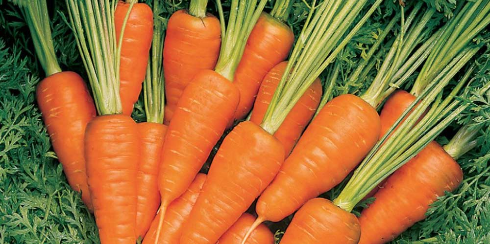 Carrot ‘Short n Sweet’