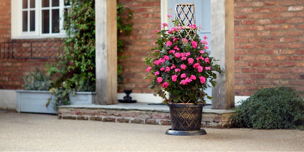 Geranium Tall Dark & Handsome - feature image