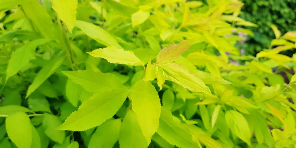Spiraea Goldfire