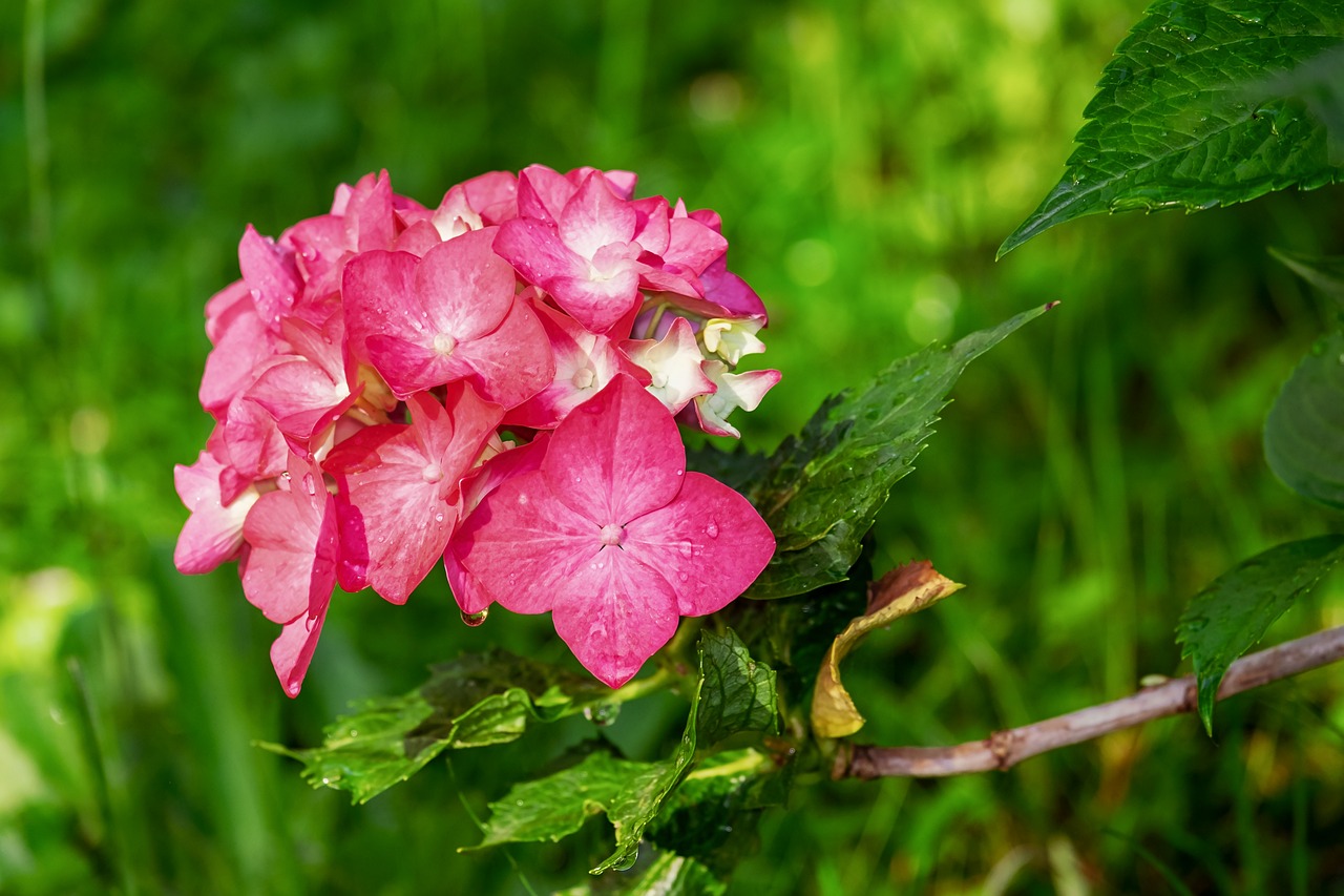 5 mistakes to avoid when caring for Hydrangeas