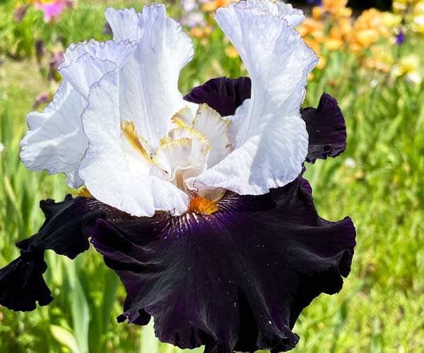 Iris varieties