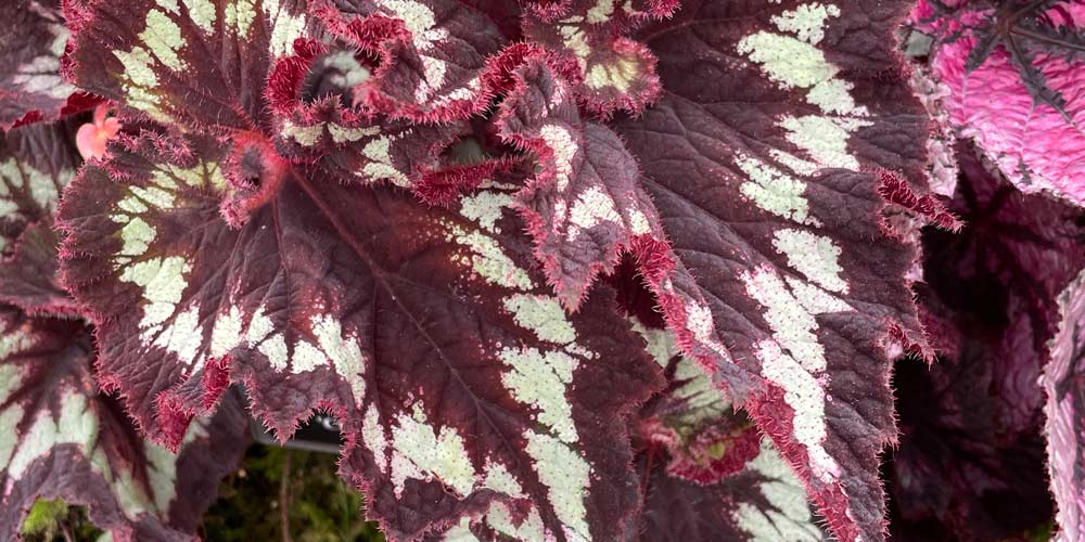 14 new and exciting plants at Hampton Court 2021
