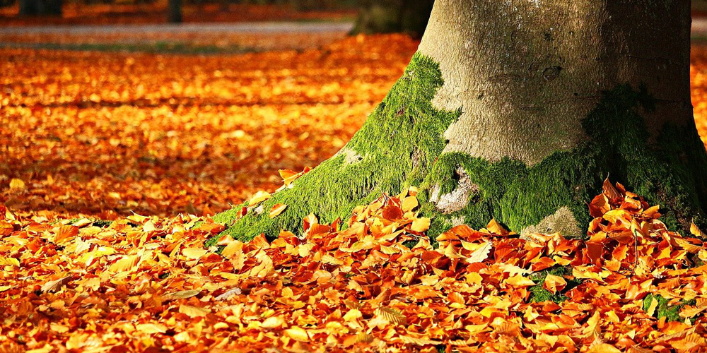 5 autumn jobs made easier