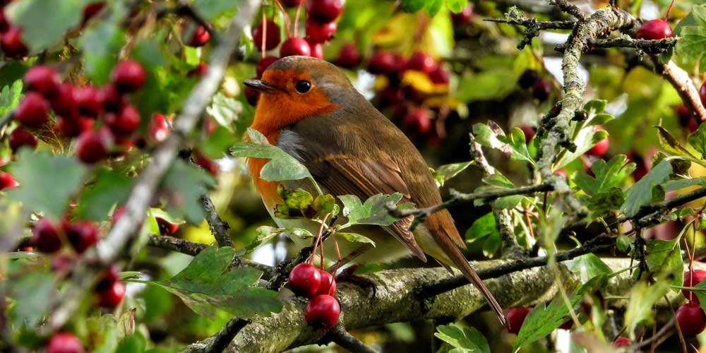 Best winter plants for birds