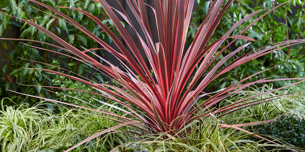 The jewel of the border: Cordyline Charlie Boy