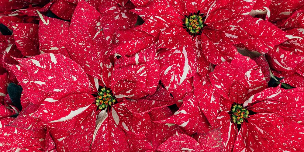 5 Poinsettia care tips