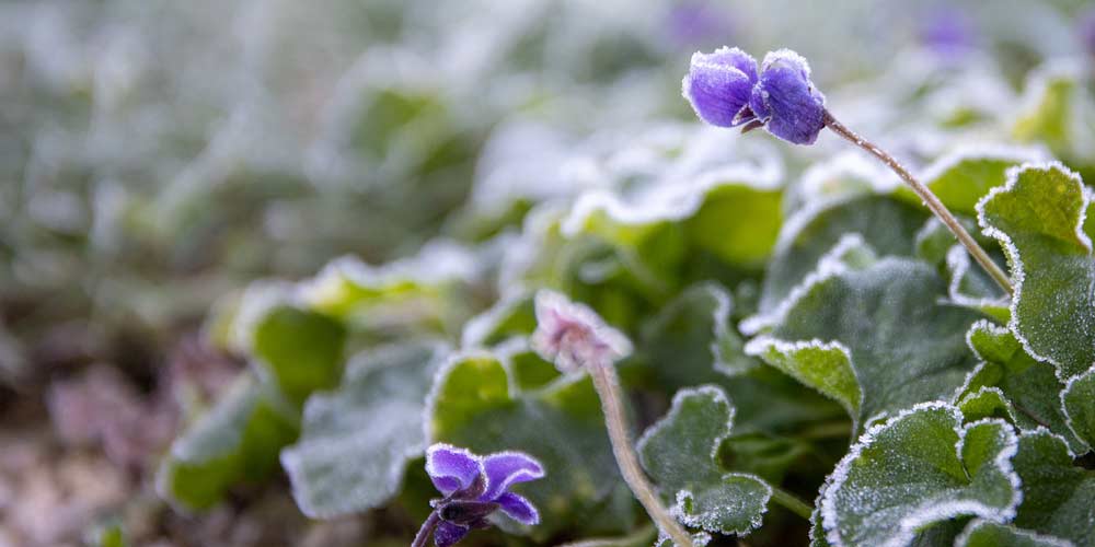 Winter garden