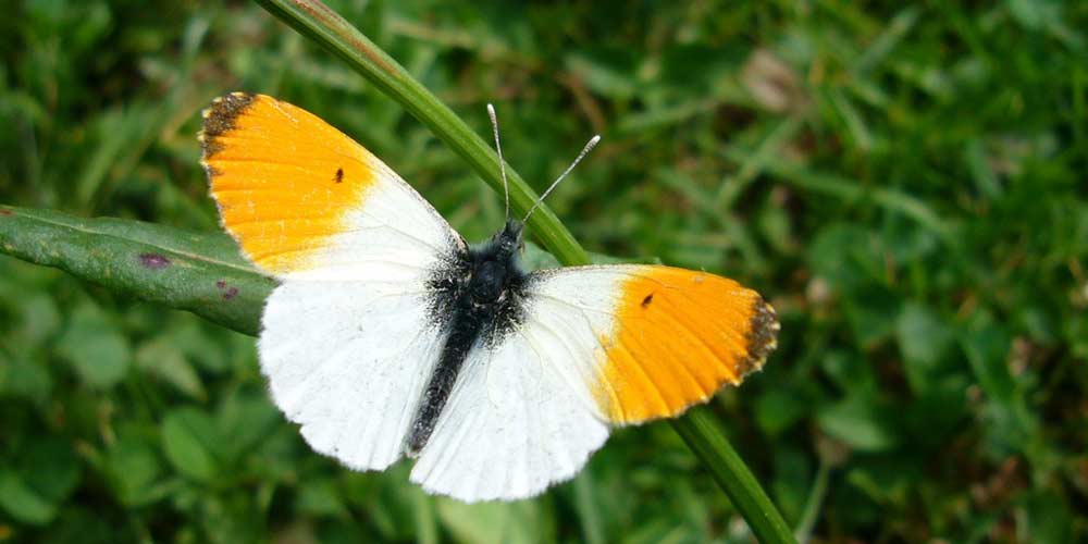 British wildlife in April: What to look out for