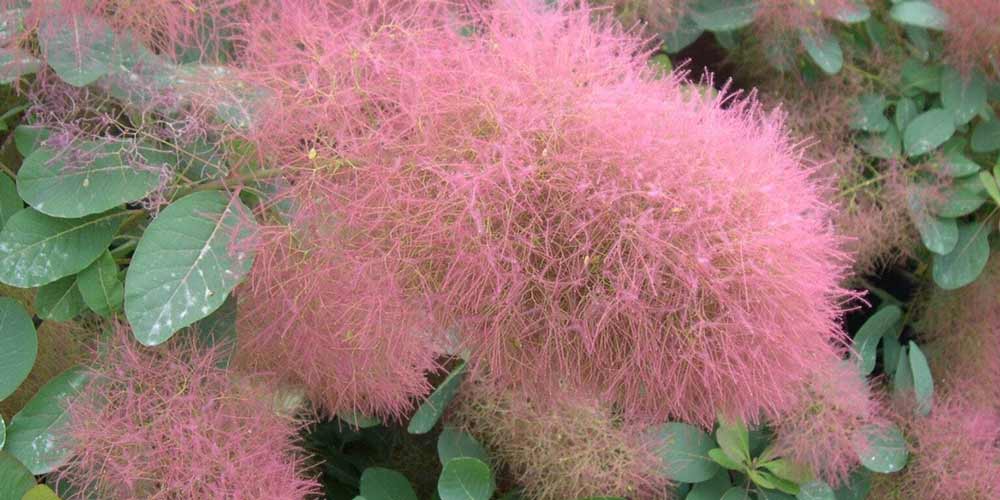 The fluffy-flowered Cotinus Candy Floss and Ruby Glow
