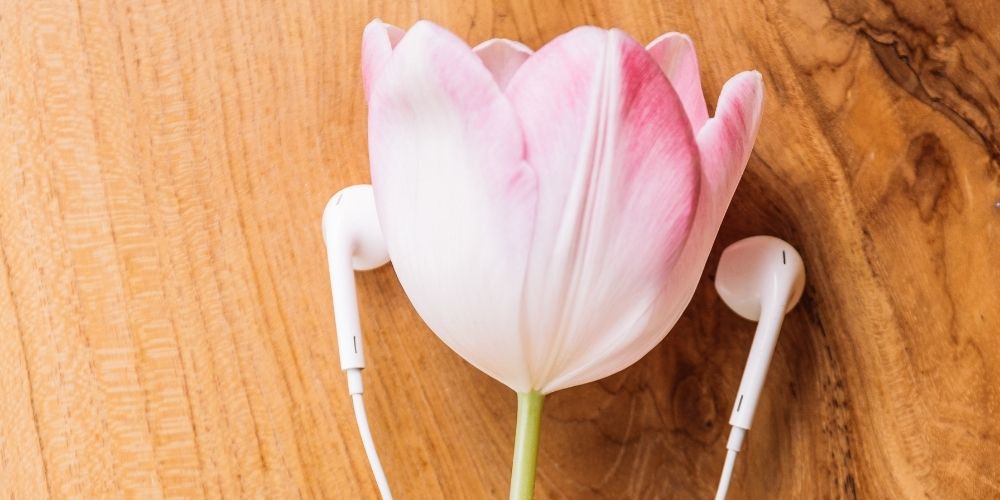 Keep noise at bay with these tranquil garden tips