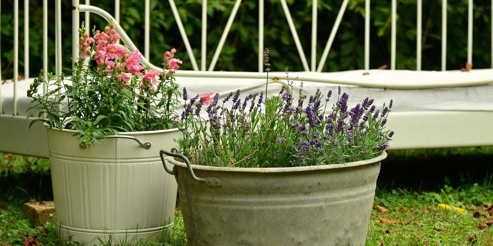 Plants for containers