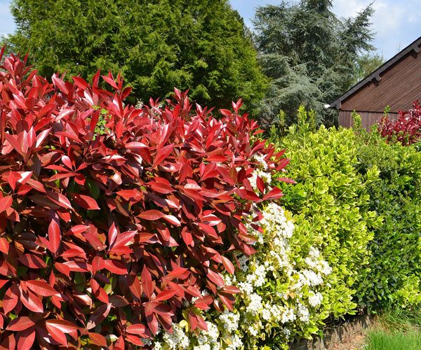 QVC Hub Archives Michael Perry Mr Plant Geek