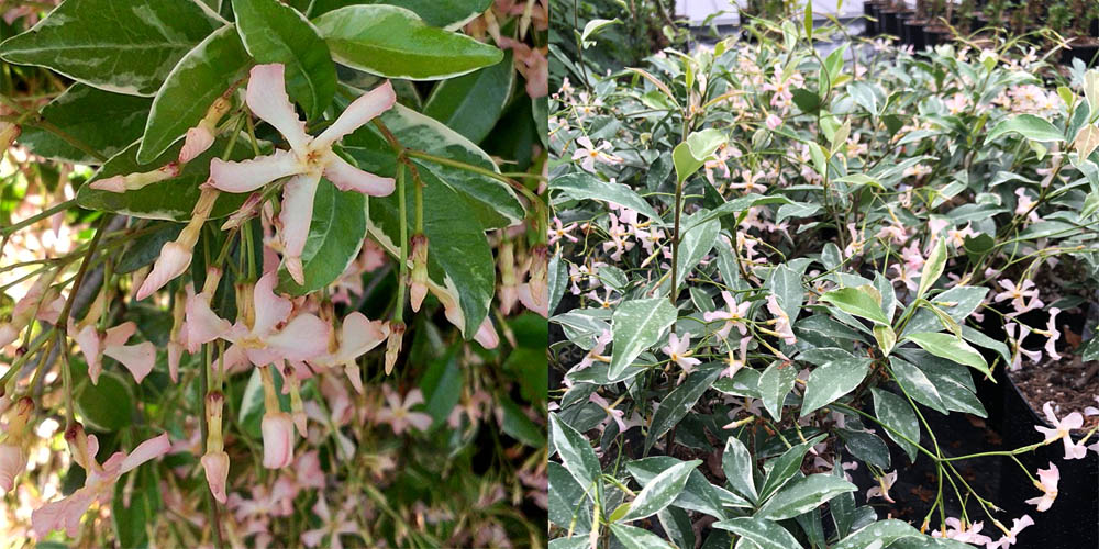 Trachelospermum Star of Milano