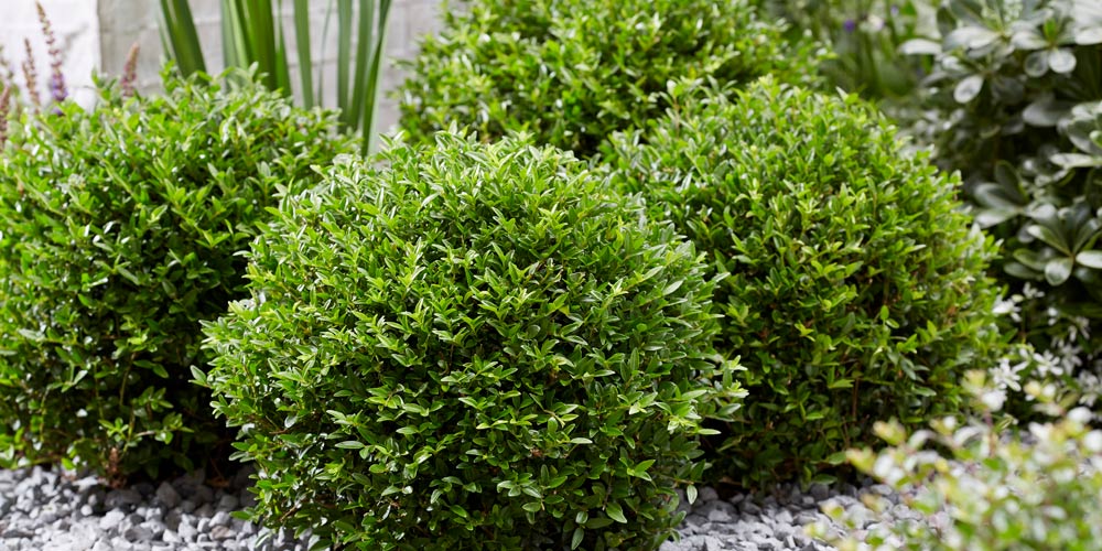 Lonicera ‘Garden Clouds’: A box alternative without the blight