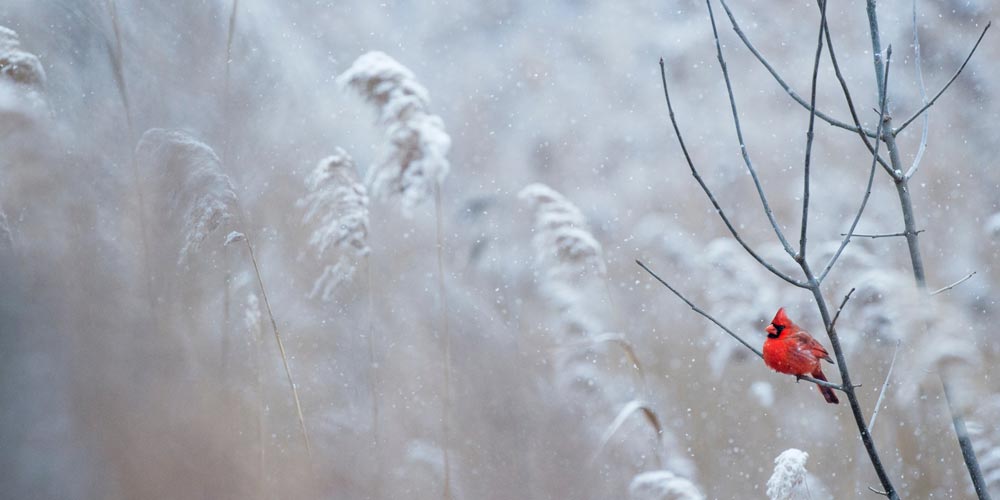 5 Christmas gift ideas for wildlife lovers