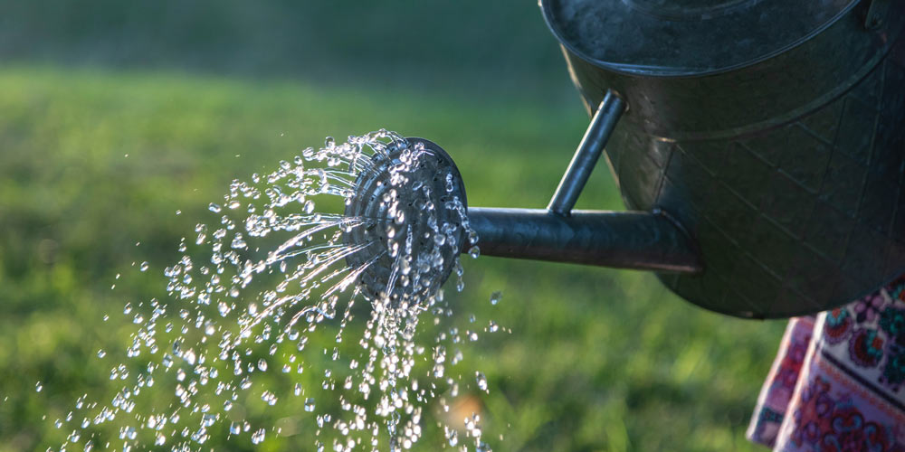 QVC Hub Archives Michael Perry Mr Plant Geek