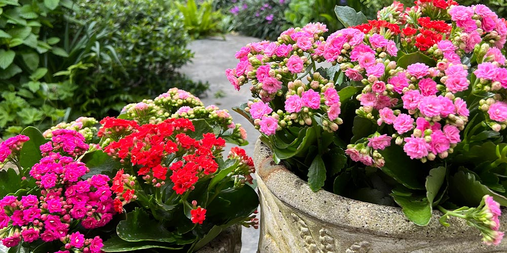 Meet the plant that will flower for 100 days in your garden this summer