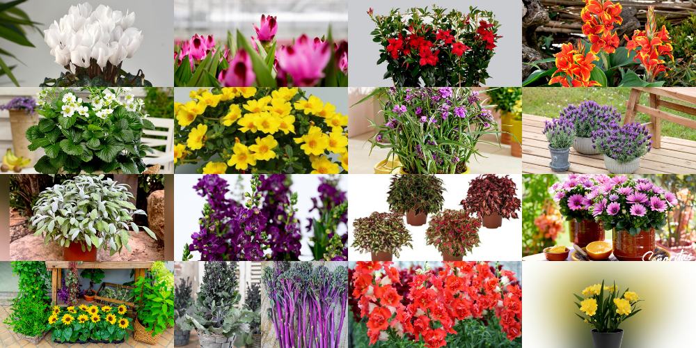 The Plant Geek Choice Awards 2023