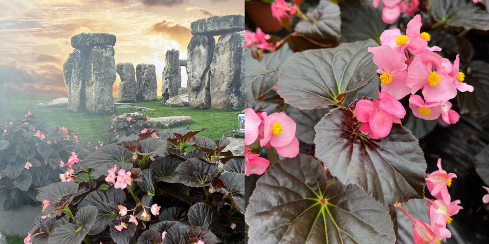 Begonia Stonehedge