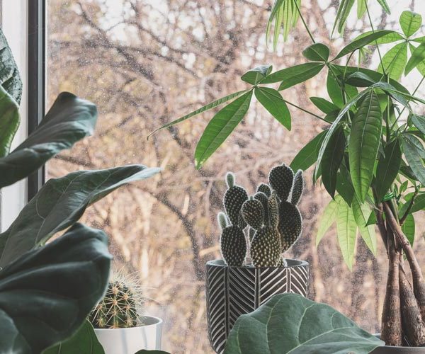 Caring for your houseplants when you go on a winter holiday