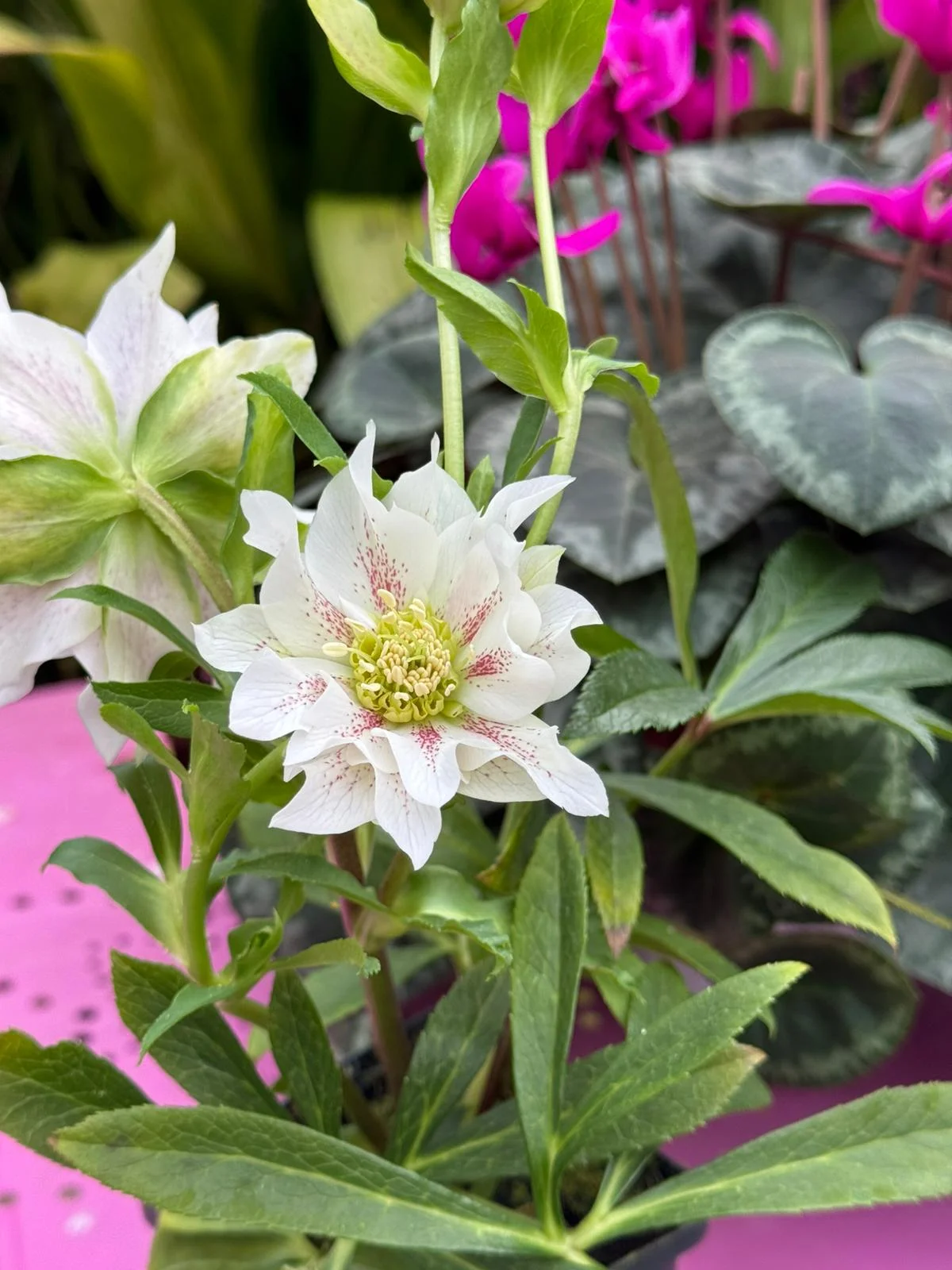 Have hellebores had a glow up?